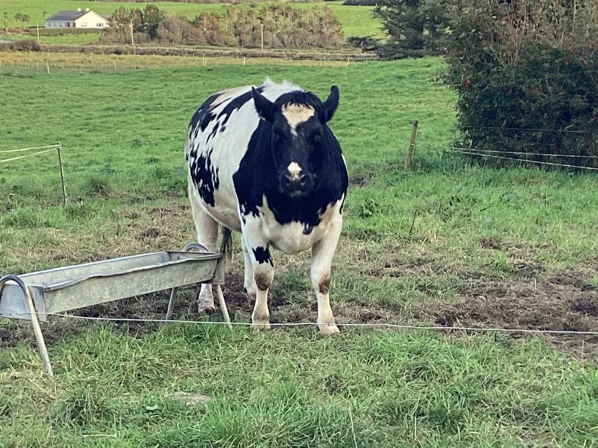 In calf heifer - Image 3