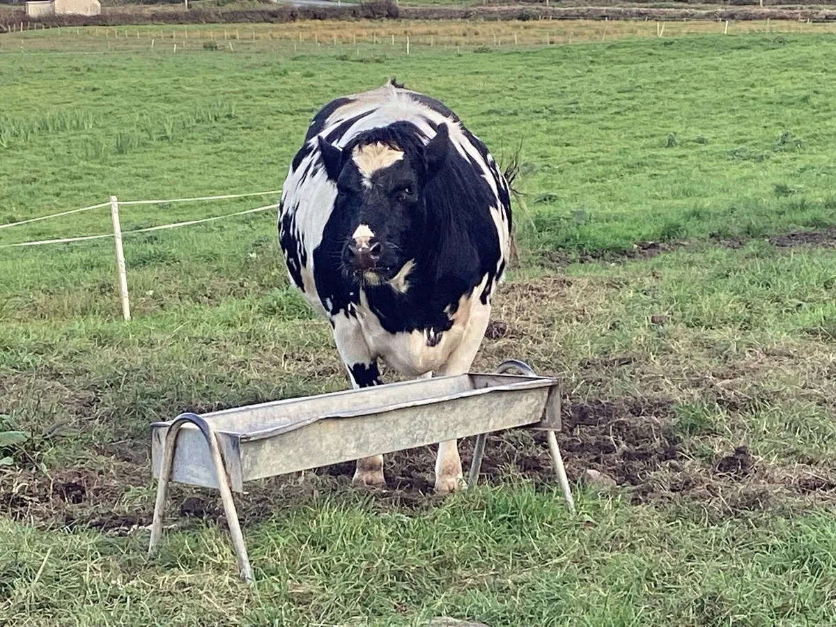 In calf heifer - Image 4