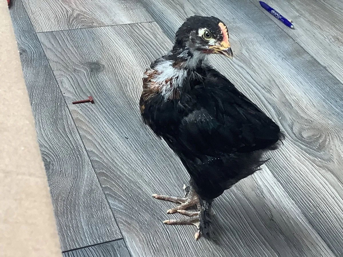 Copper Black Maran Rooster - Image 1