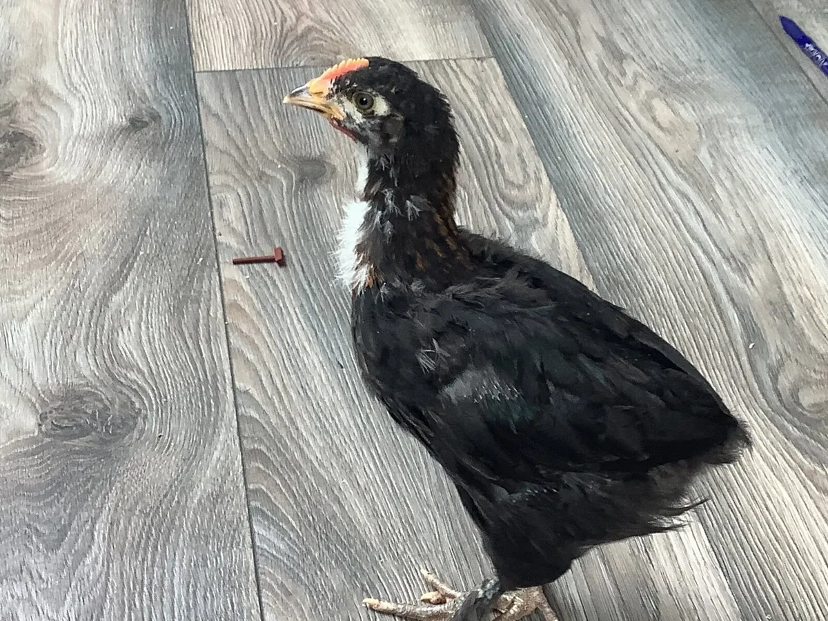 Copper Black Maran Rooster - Image 2