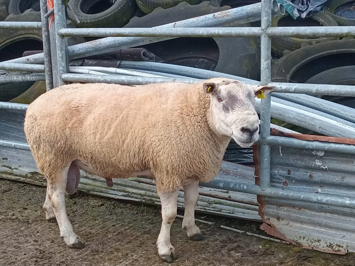 Rams - Image 1