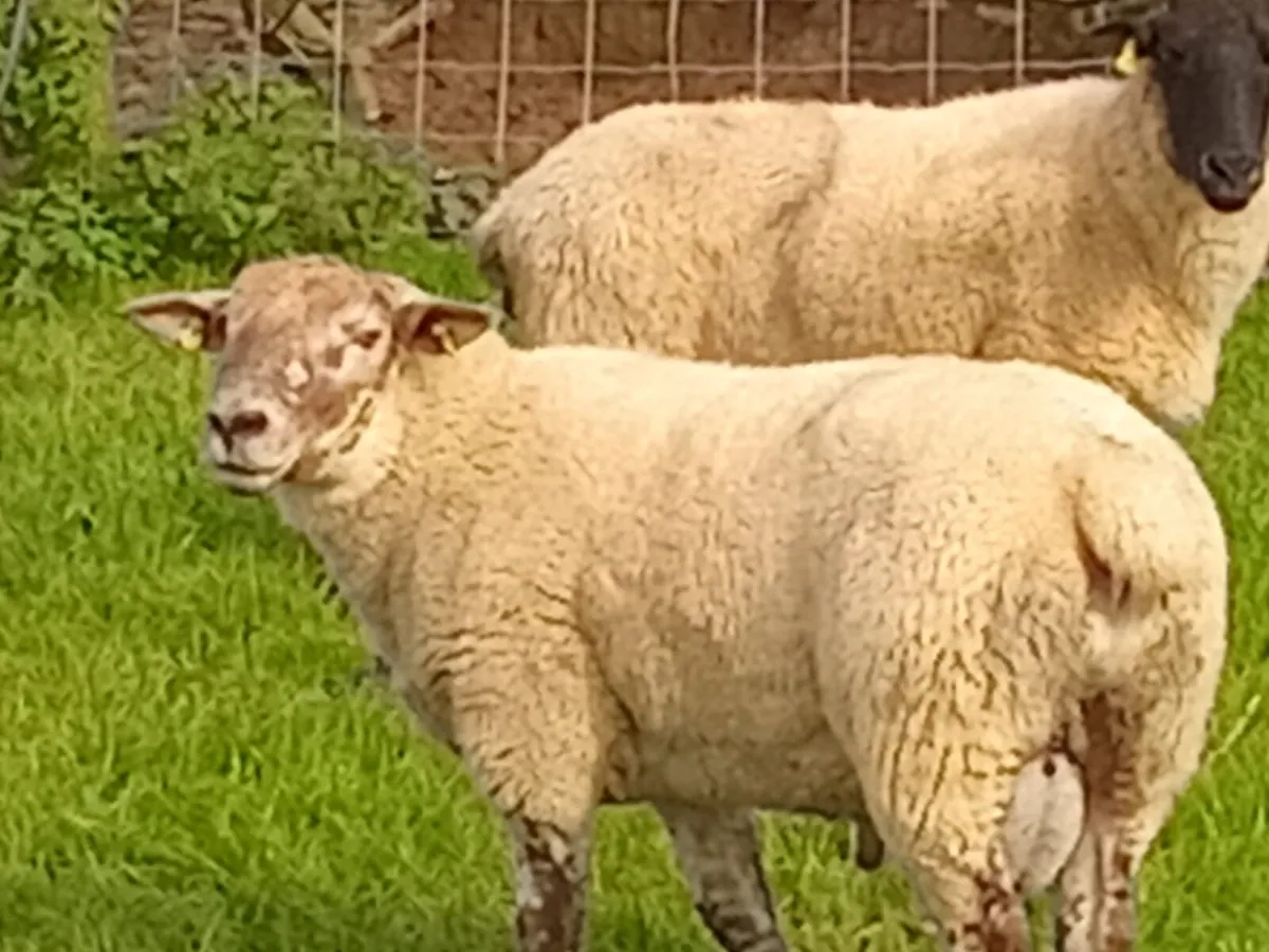 Rams - Image 2