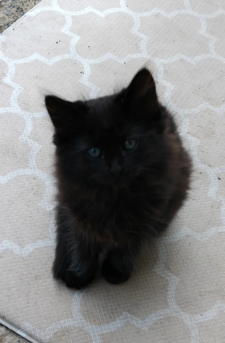 Pets - Image 1