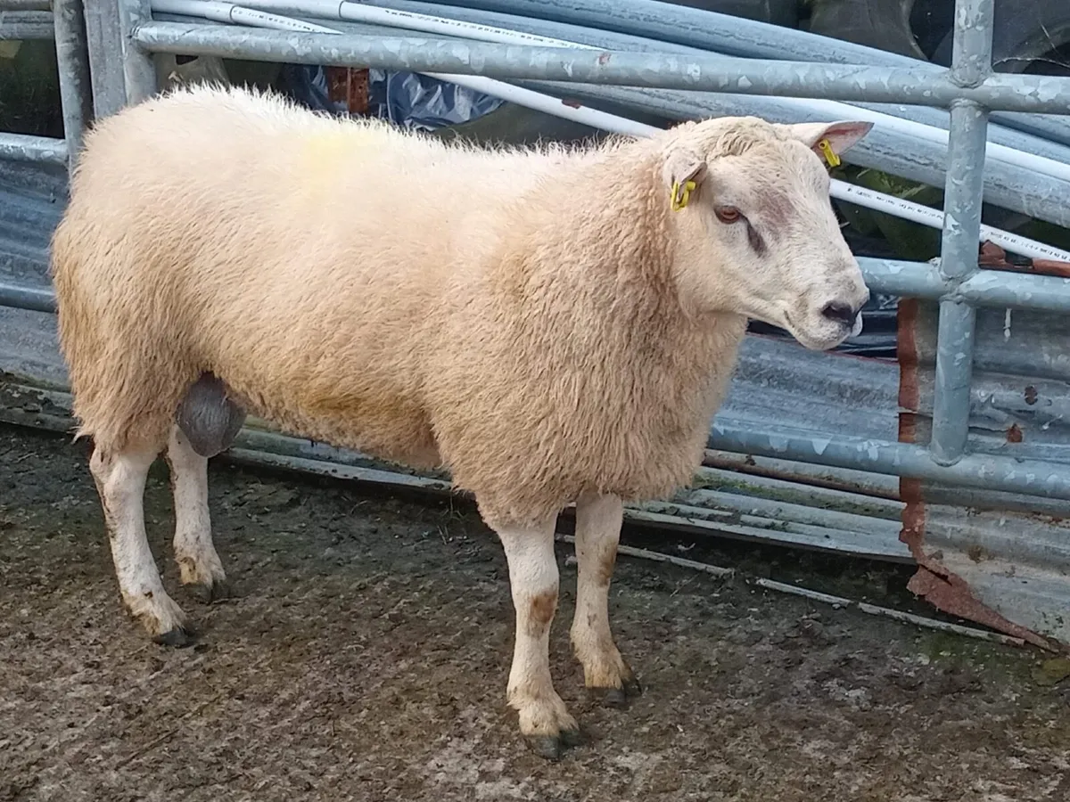 Rams - Image 4