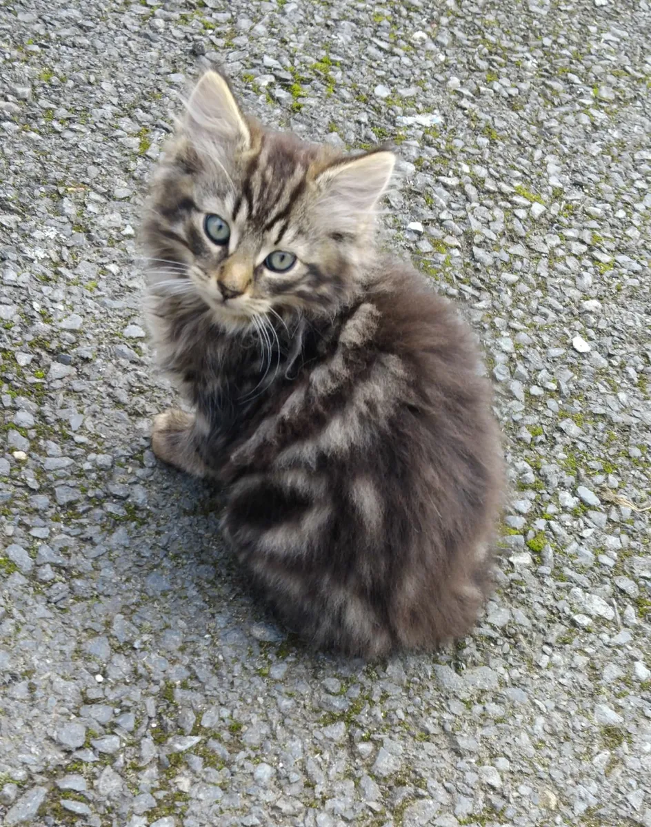 Pets - Image 2
