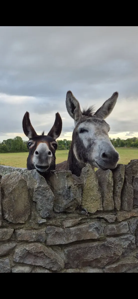 Donkey/Animal Shelter - Image 2