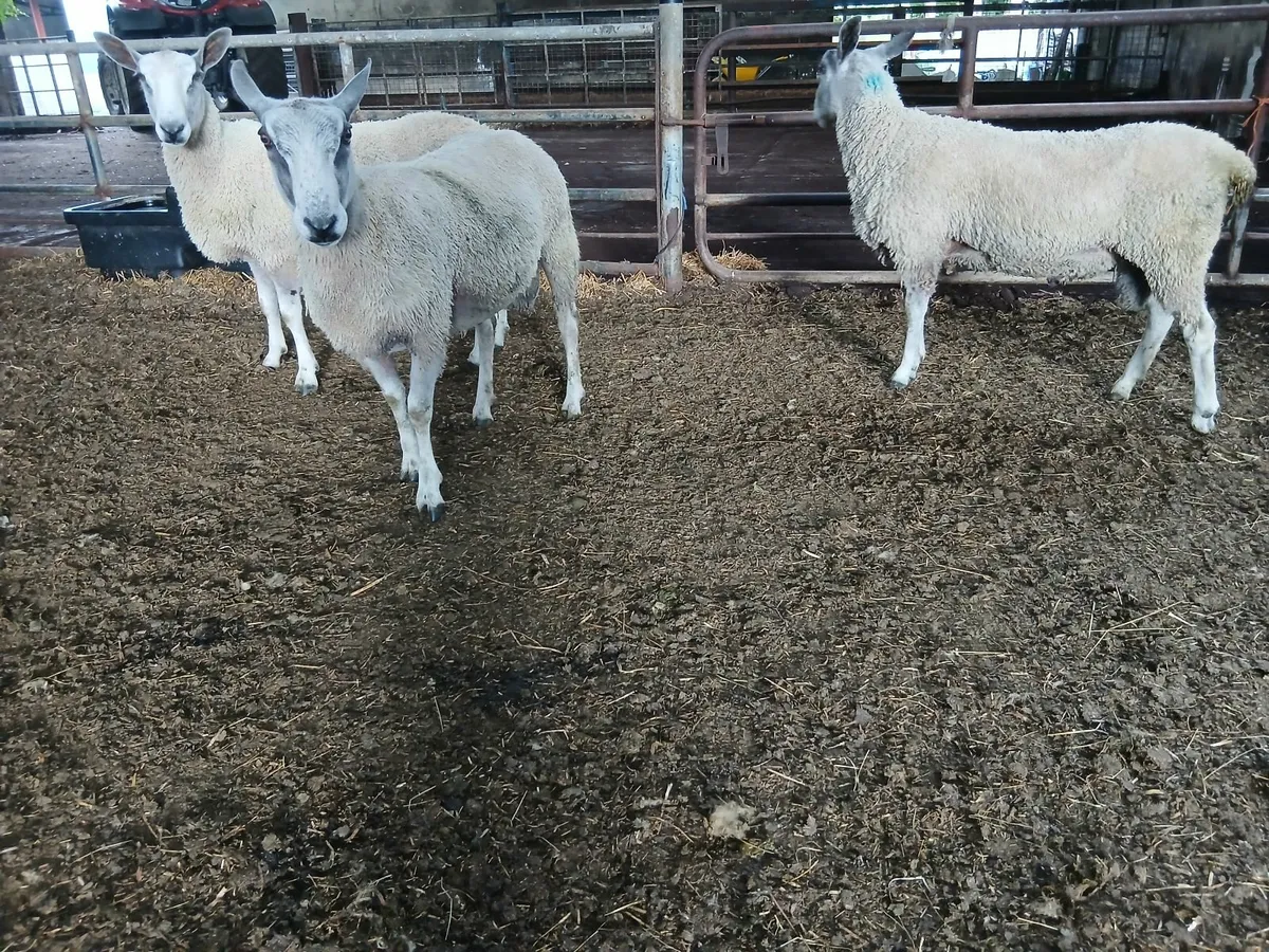 Traditional Bluefaced Leicester Hogget Rams - Image 1