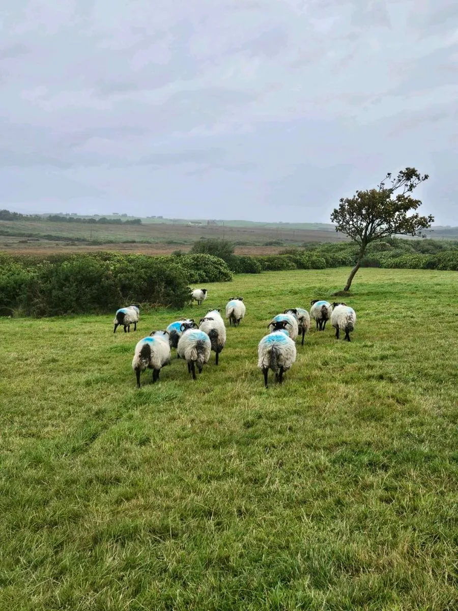 Blackface Mountain Hoggets - Image 4