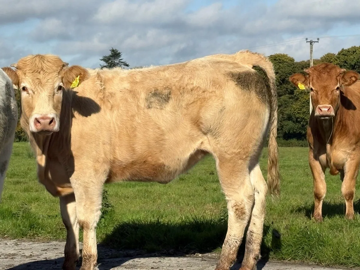 Charolais Heifers - Image 1