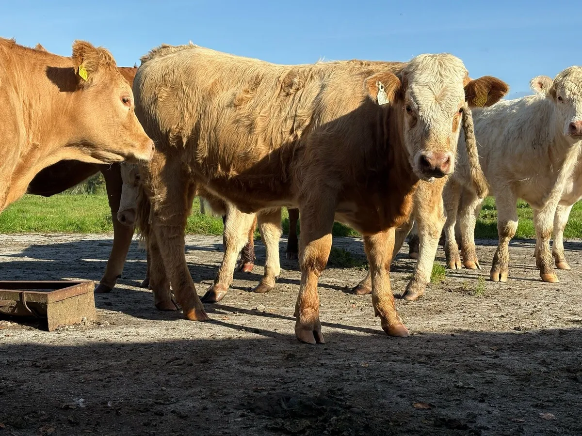 Charolais Heifers - Image 2