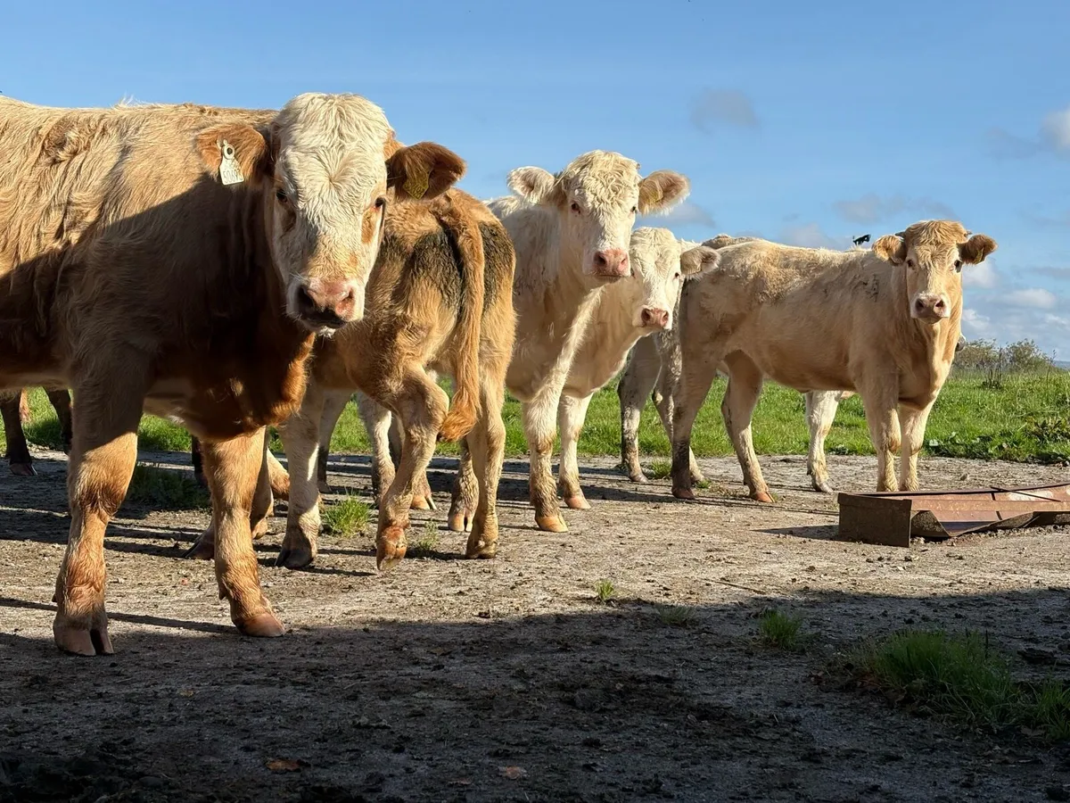 Charolais Heifers - Image 3