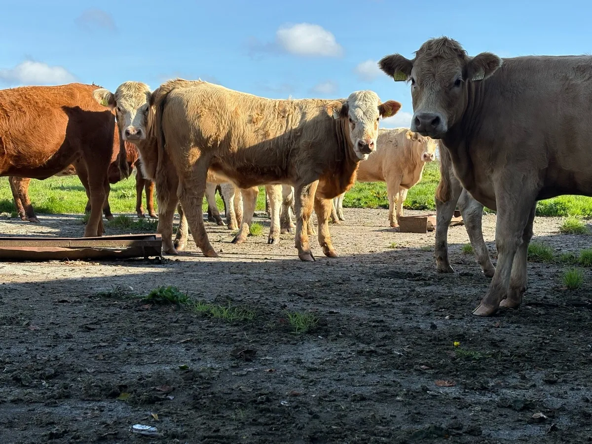 Charolais Heifers - Image 4