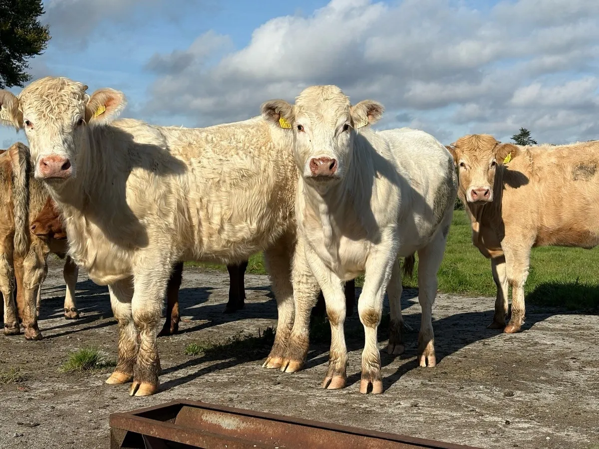 Charolais Heifers - Image 1