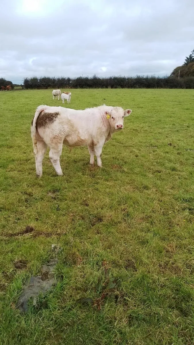 Charolais Cross/ Limousine - Image 1
