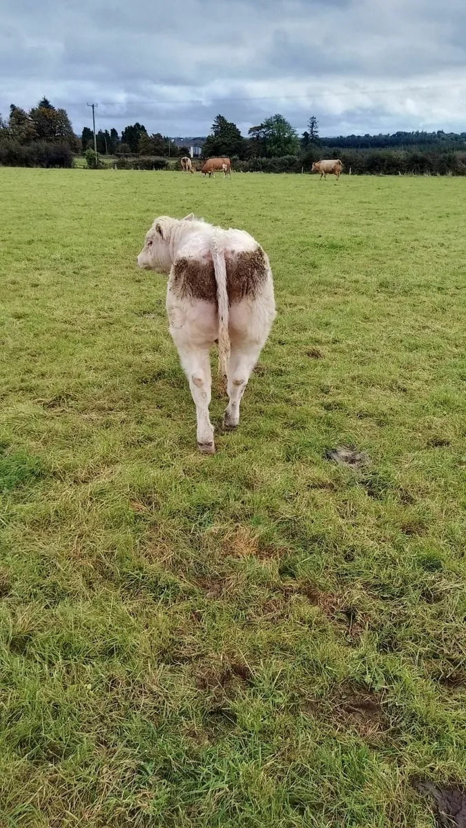 Charolais Cross/ Limousine - Image 2