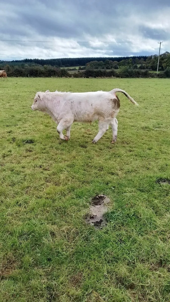 Charolais Cross/ Limousine - Image 3