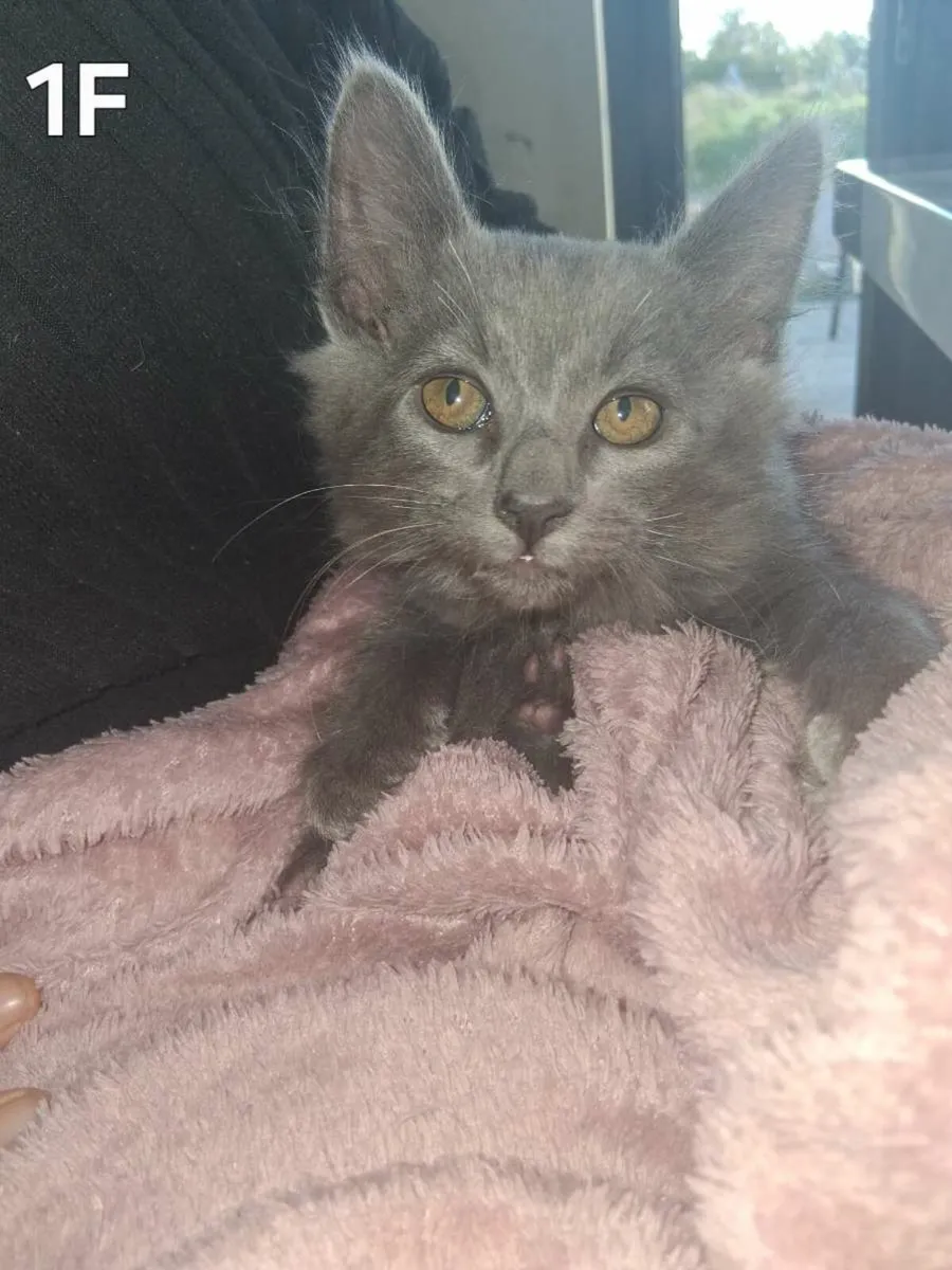Kittens for sale - Image 1