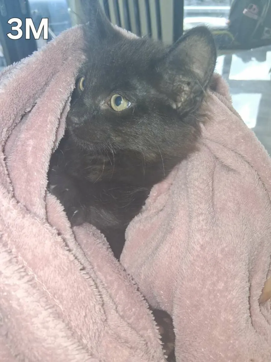 Kittens for sale - Image 3
