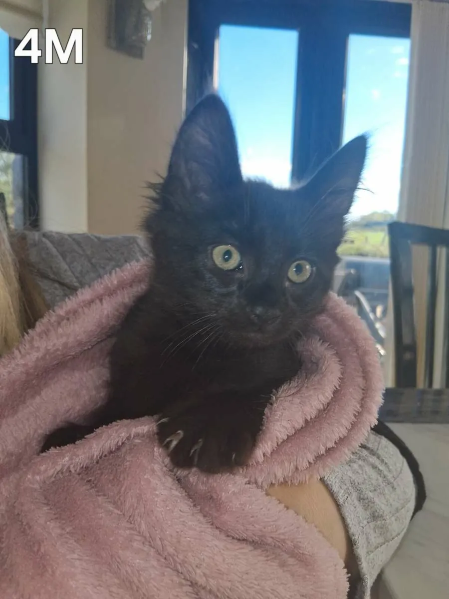 Kittens for sale - Image 4