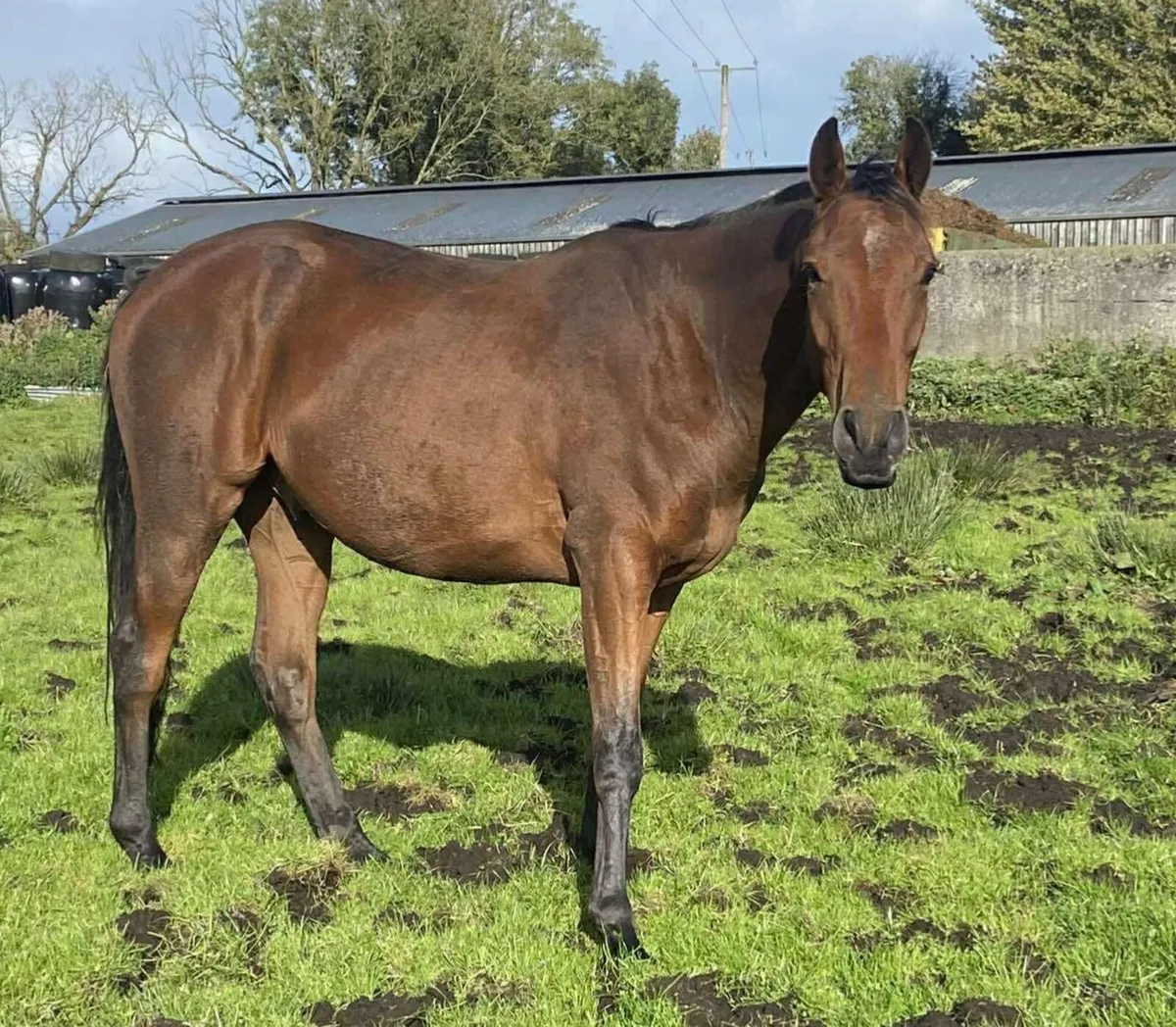 2022 Bay Gelding - Image 1