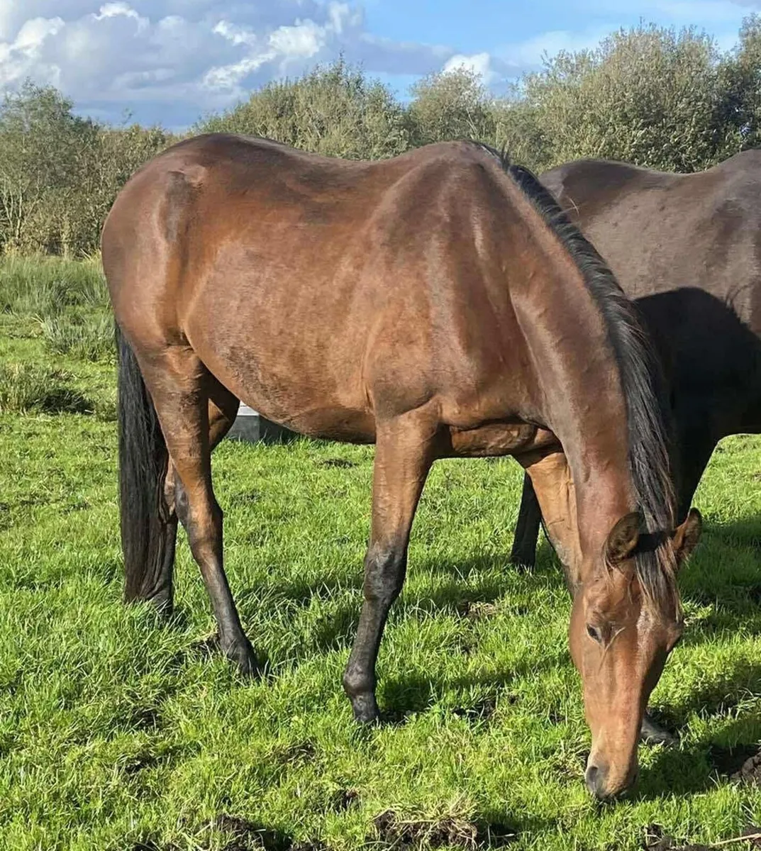 2022 Bay Gelding - Image 3