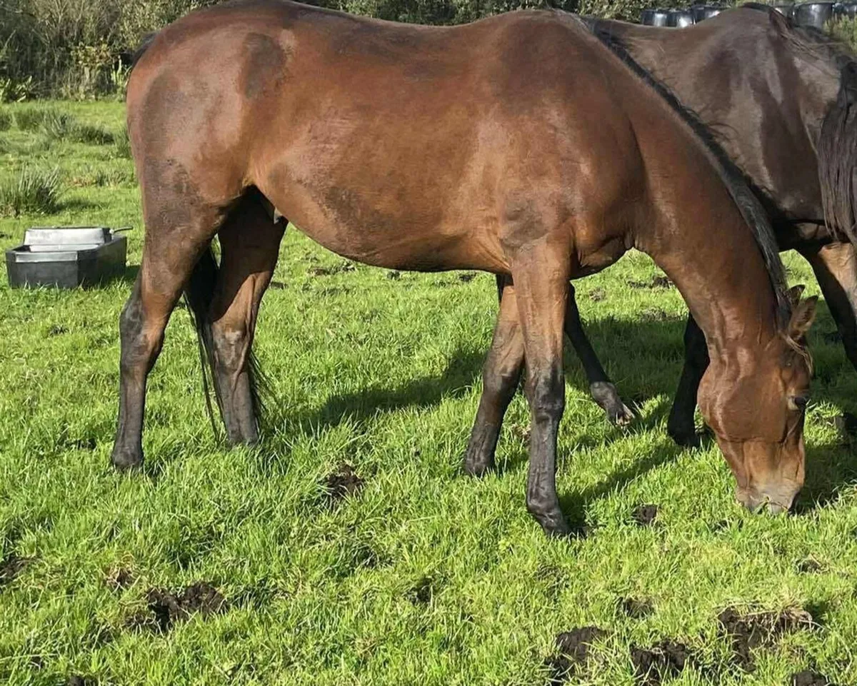 2022 Bay Gelding - Image 4