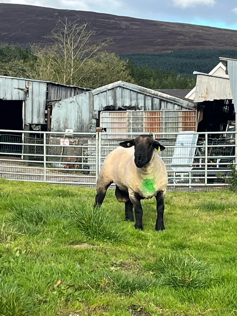 Suffolk ram pbnr - Image 2