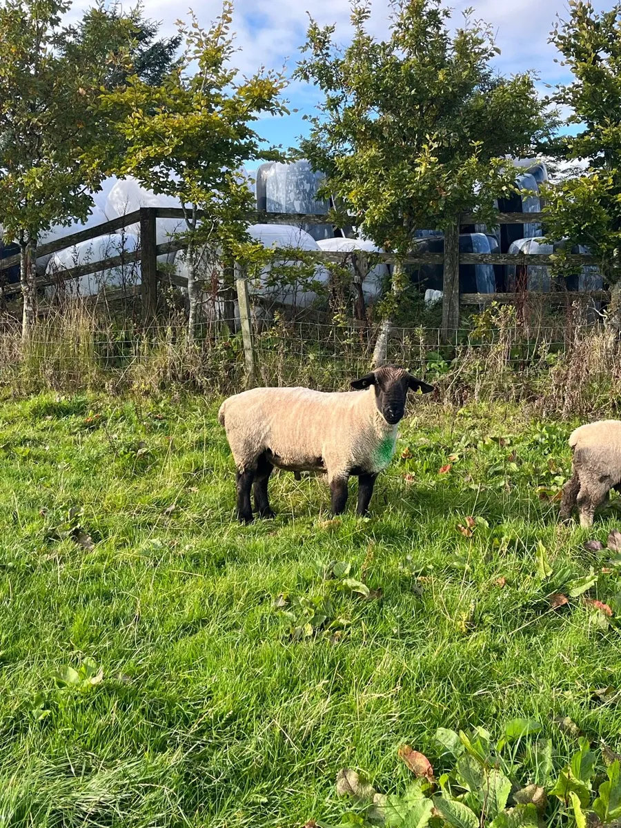 Suffolk ram pbnr - Image 3