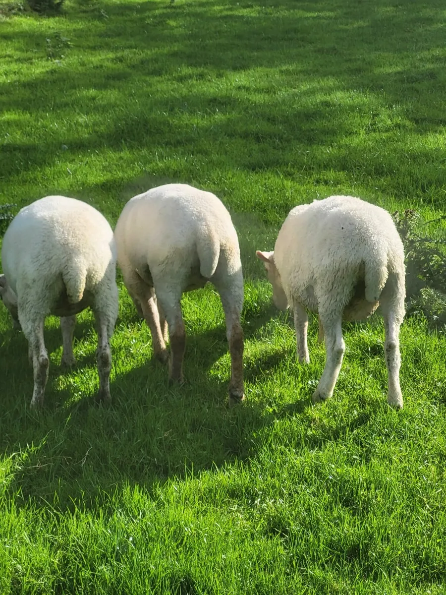 Ewe lambs - Image 4