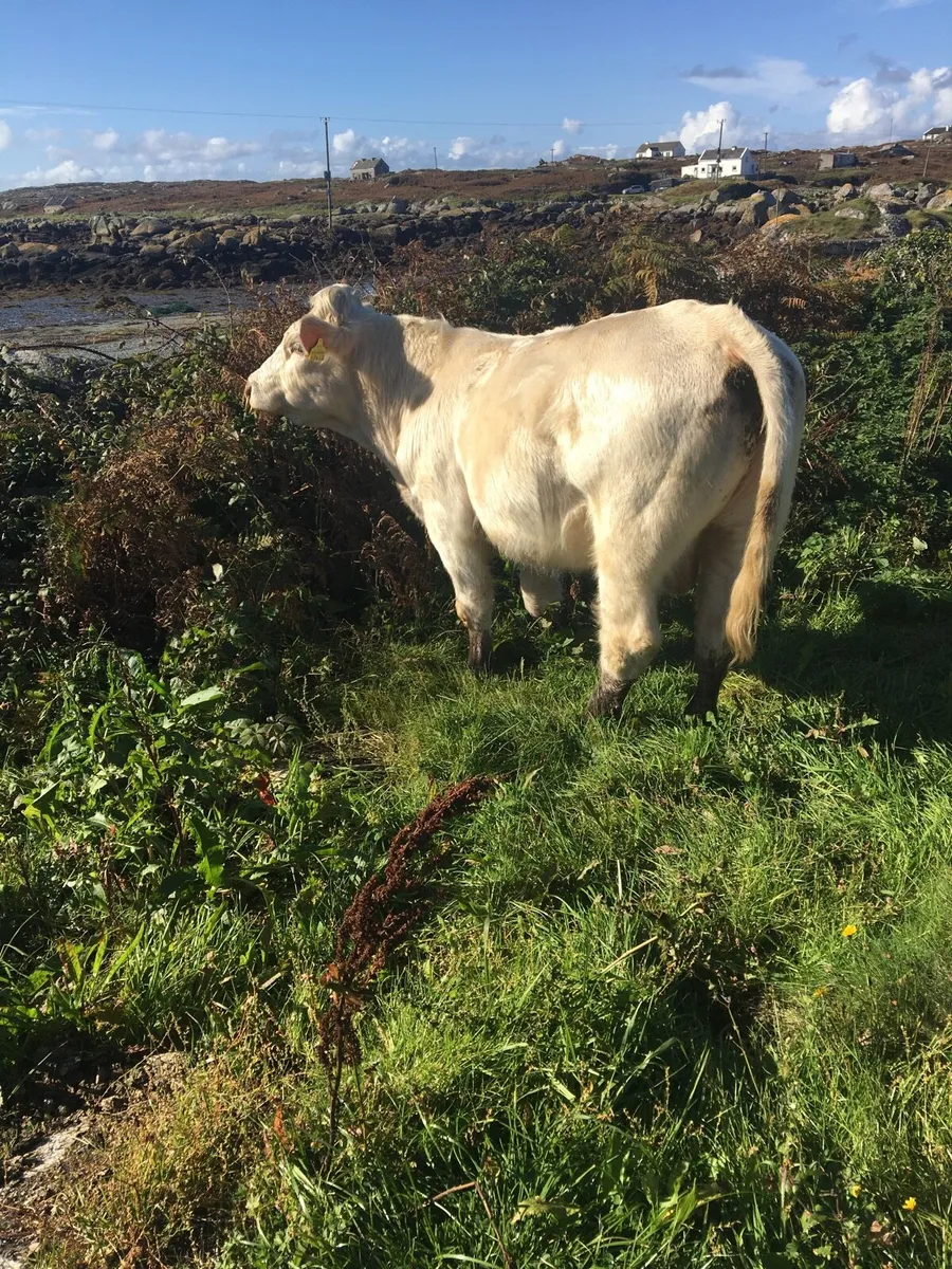 Pure breed reg Charolais bull for sale - Image 2