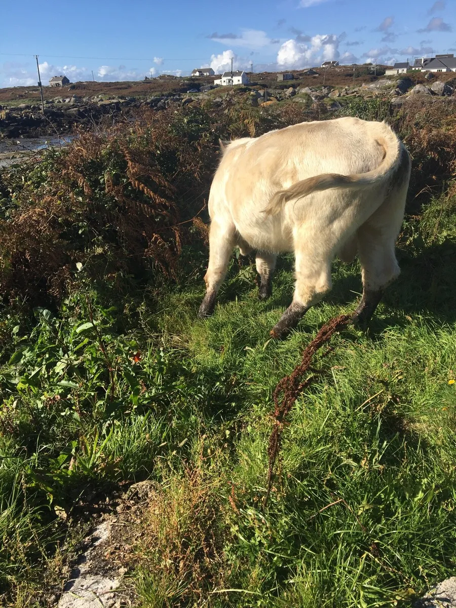 Pure breed reg Charolais bull for sale - Image 3