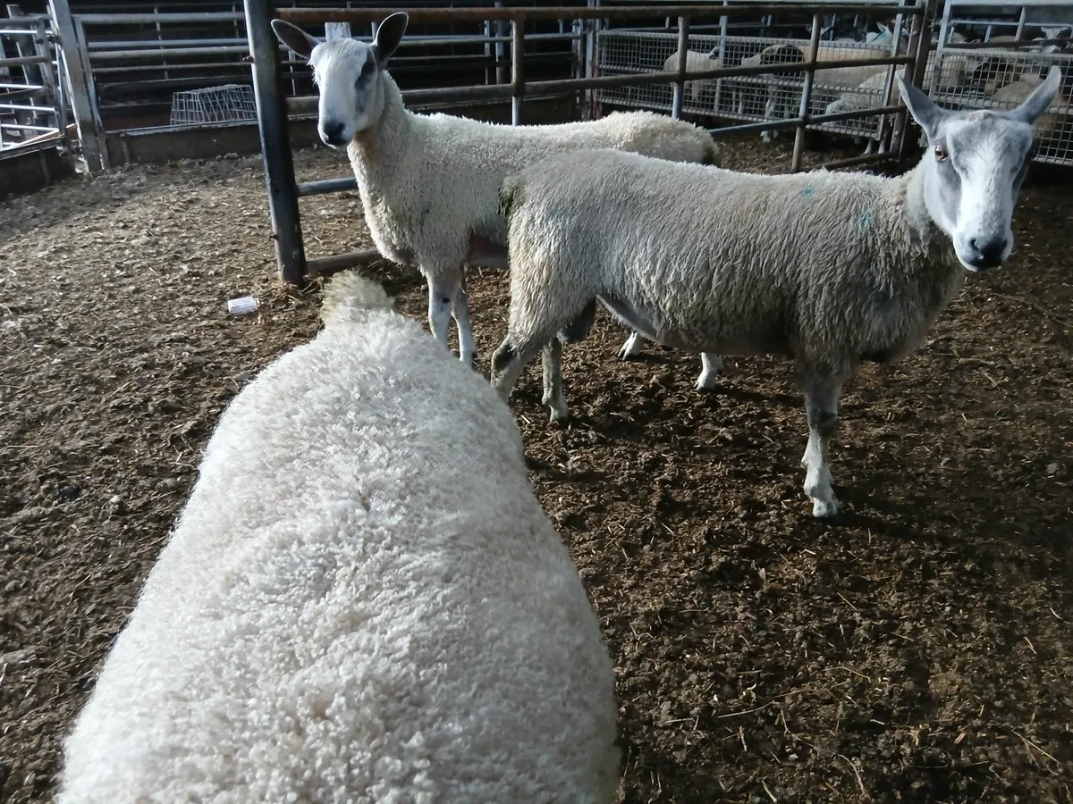 Traditional Bluefaced Leicester Hogget Rams - Image 3