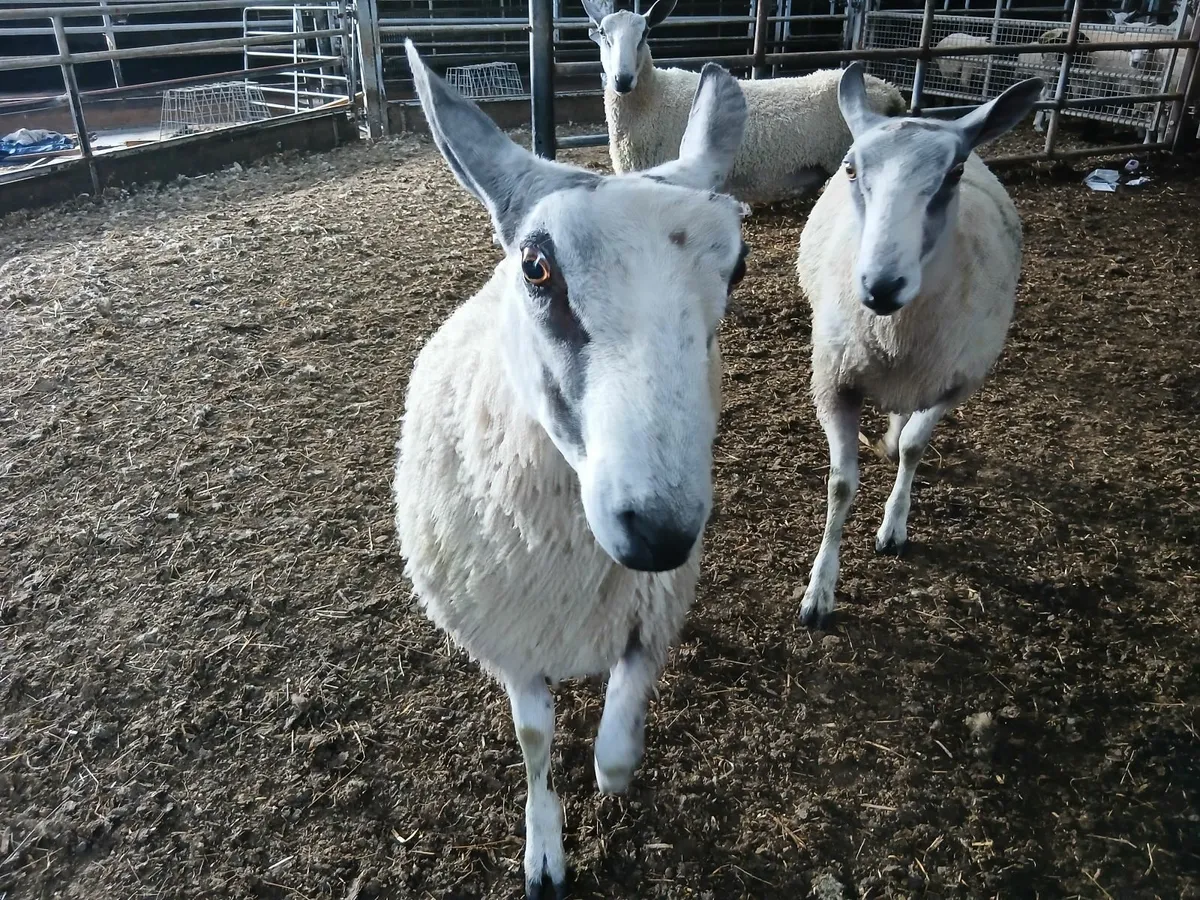 Traditional Bluefaced Leicester Hogget Rams - Image 4