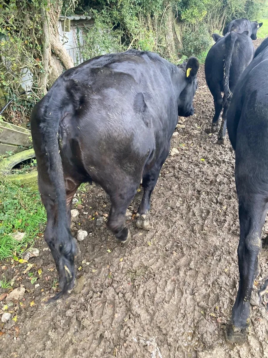 4 Angus Heifers - Image 1