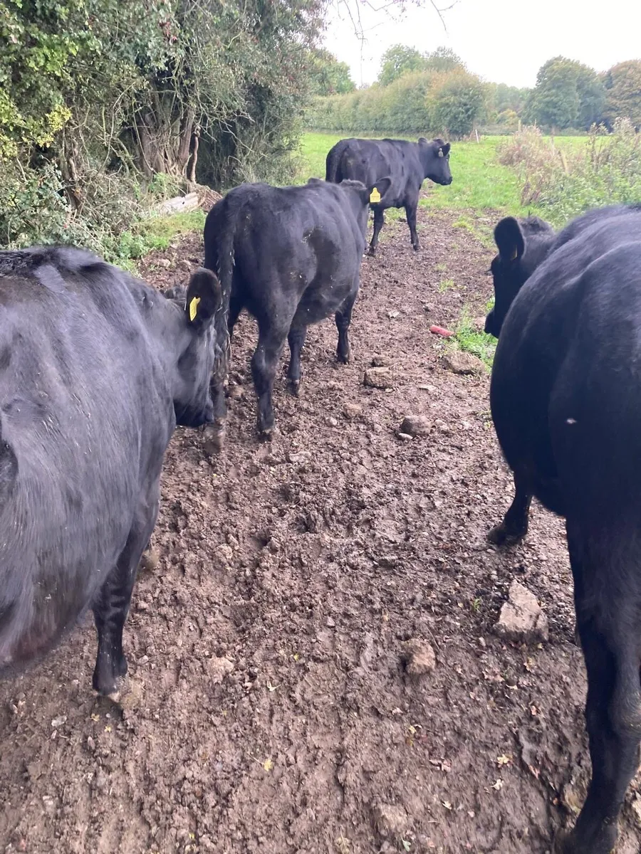 4 Angus Heifers - Image 2