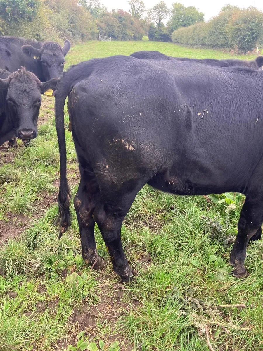 4 Angus Heifers - Image 3