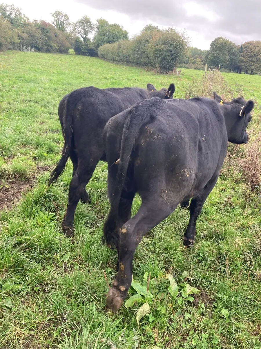 4 Angus Heifers - Image 4