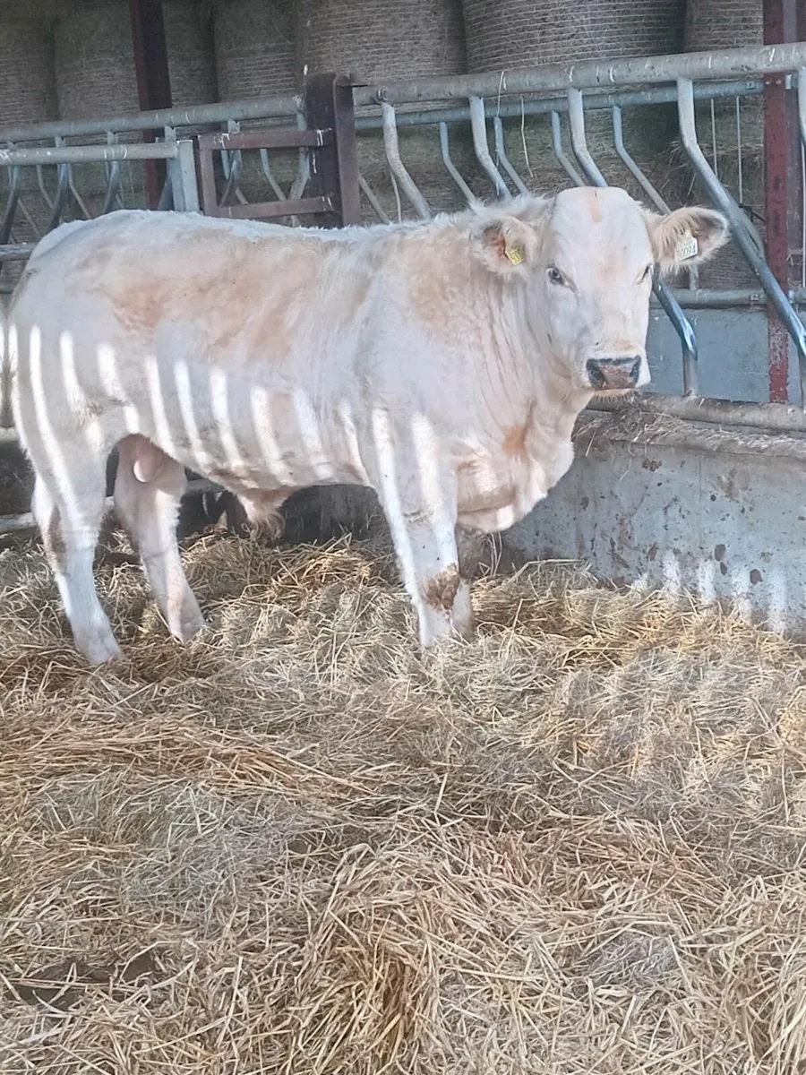 TULLAMORE MART MONDAY 29TH - Image 1