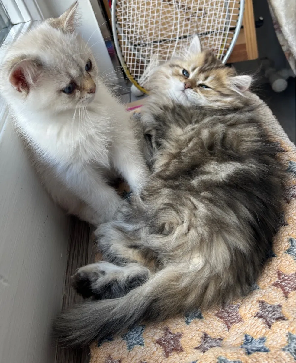 Beautiful male kittens looking for new home - Image 2