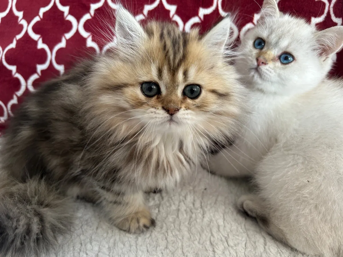 Beautiful male kittens looking for new home - Image 3