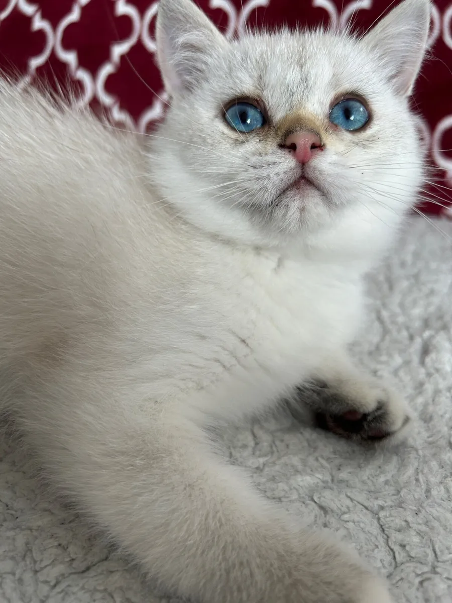 Beautiful male kitten looking for new home - Image 2