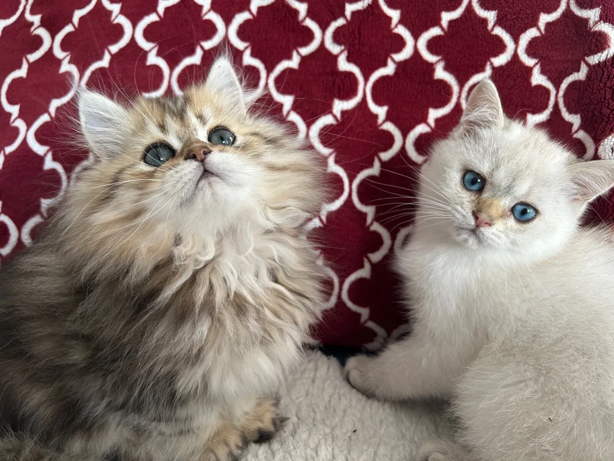 Beautiful male kittens looking for new home - Image 1