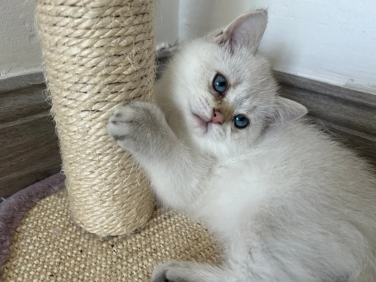 Beautiful male kitten looking for new home - Image 3