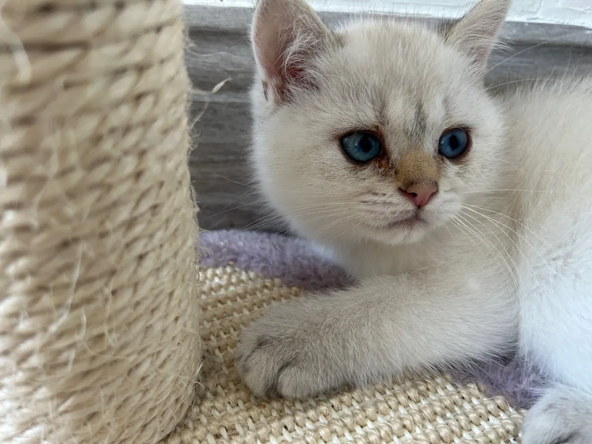 Beautiful male kitten looking for new home - Image 4