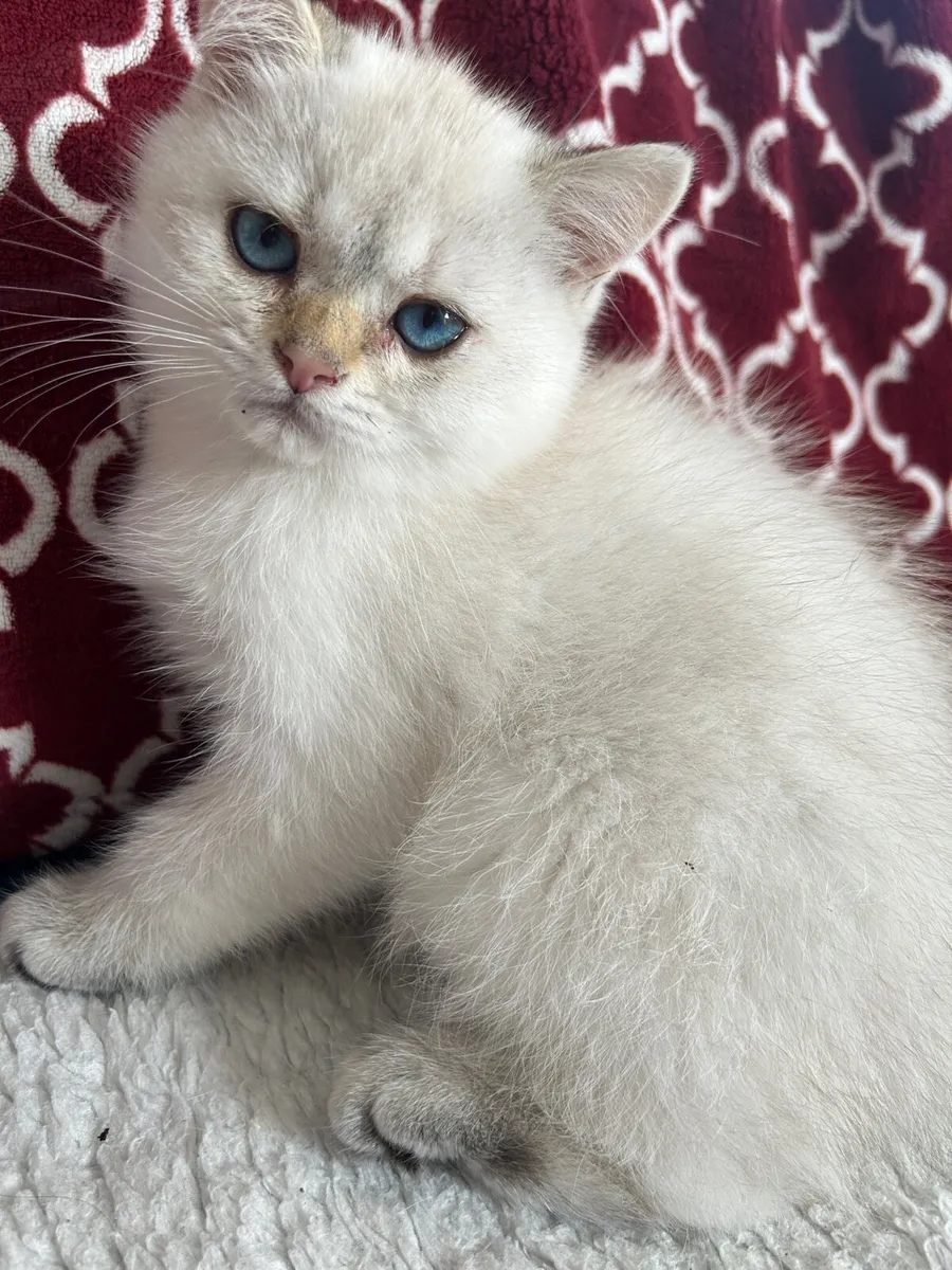 Beautiful male kitten looking for new home - Image 1
