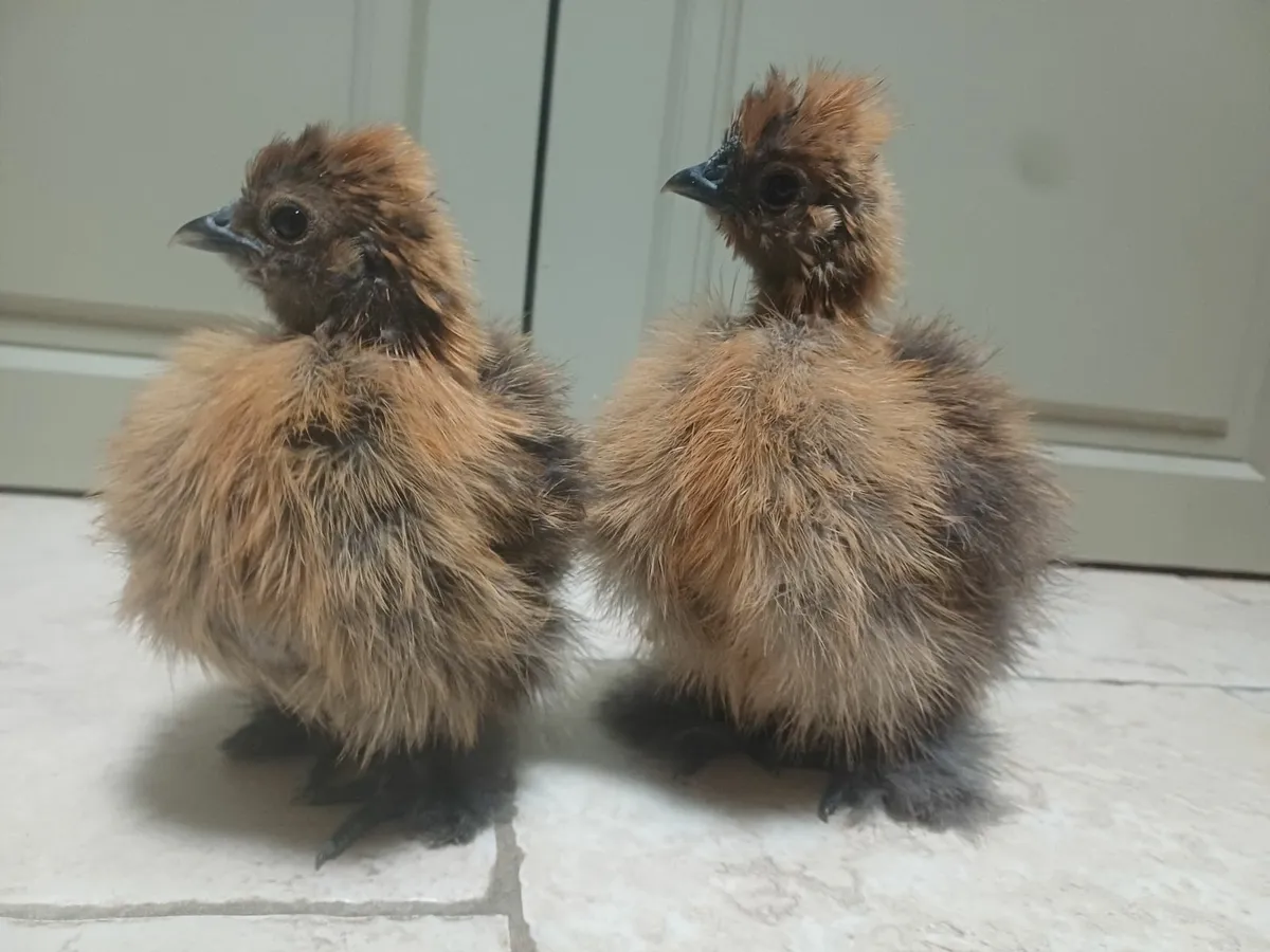 Silkies