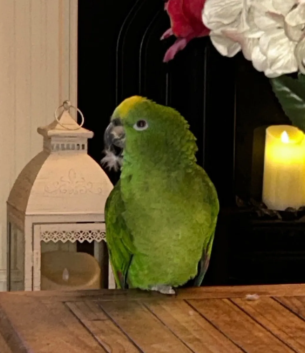Parrot - Image 1