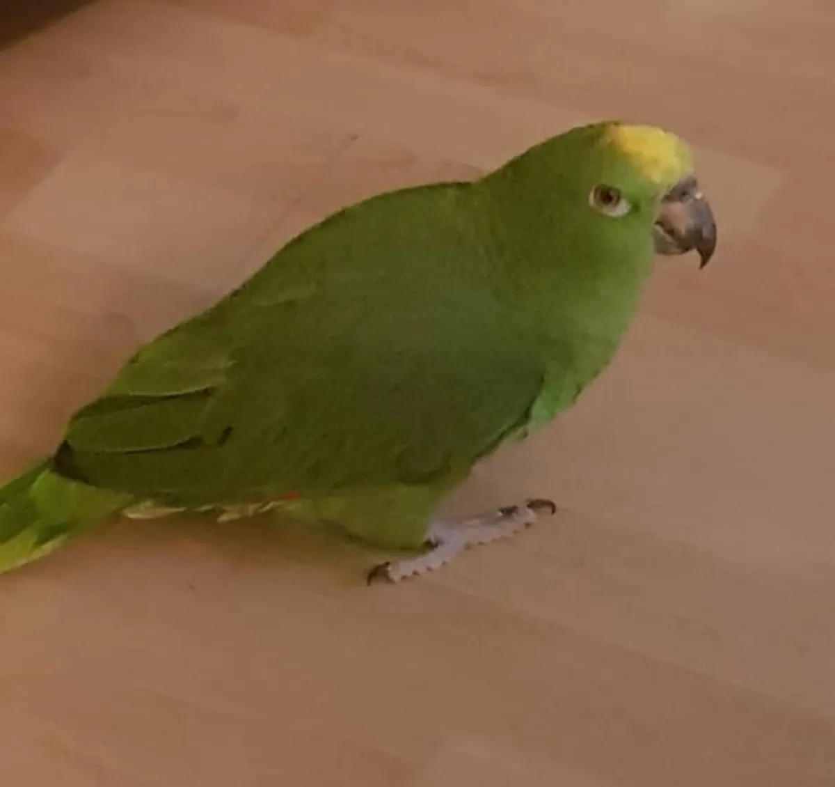Parrot - Image 2
