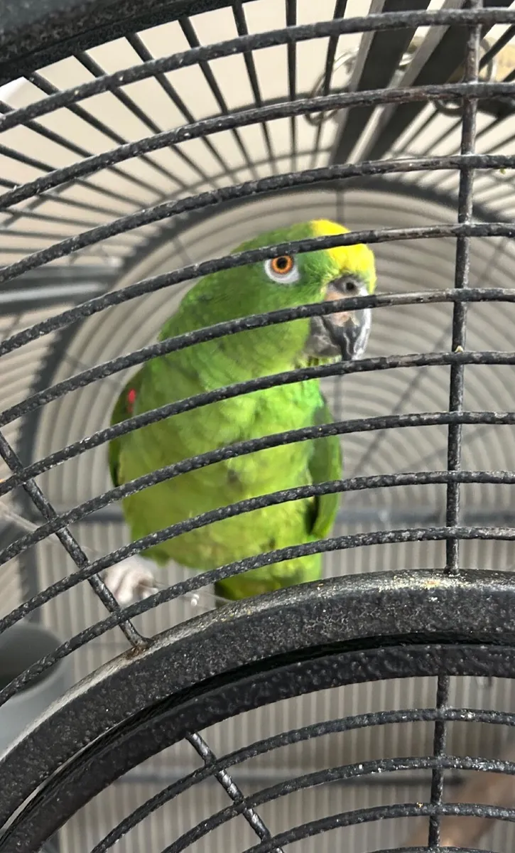 Parrot - Image 3