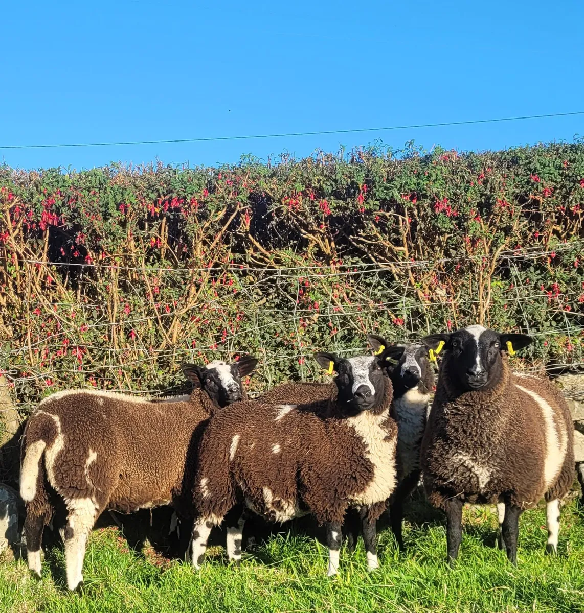 Half Bred Dutch Spotted Ewe Lambs - Image 2